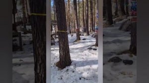 Аршан март 2026