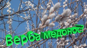 Верба: пыльценос или нектар? Отвечает профессор Кашковский