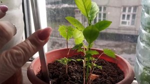 Виноград из косточки