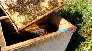 Случайный рой на кочёвке