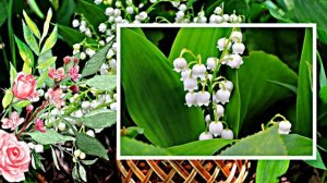 С Днём Рождения 1! Ландышевая Сказка от Киностудии Мудрого Кота Тимофея!!!