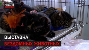 Выставка животных