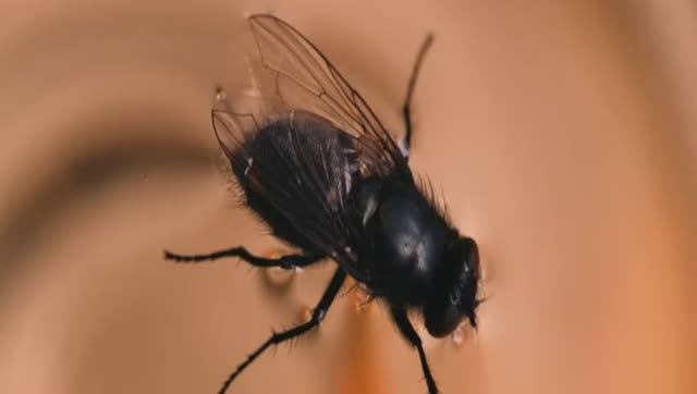 ВЕТОШЬ #kAr_RoZi