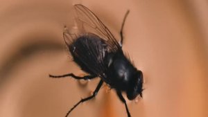 ВЕТОШЬ #kAr_RoZi