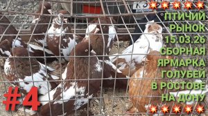 💥💥💥 Сборная ярмарка голубей в Ростове на Дону. Часть 4. Pigeons Fair.