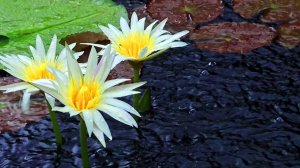 ☔️ ОЧЕНЬ КРАСИВАЯ МУЗЫКА ДЛЯ ДУШИ И НЕЖНЫЙ ШУМ ДОЖДЯ 🎵 МУЗЫКА ДЛЯ РЕЛАКСАЦИИ И ПЕНИЕ ПТИЦ