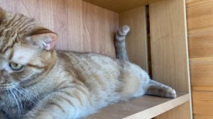 Рыжий кот. Я полку для цветов сделала, а Рыжик занял место