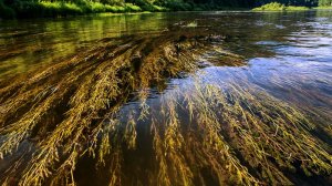 Уклейка 25.с. 55 с. 3 м. Голавли 2.10 м. 3.10 м. 3.30 м. 5.25 м. 6.30 мин.