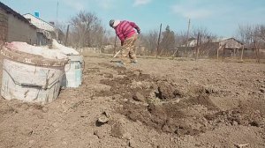 03.2026 саджаем картошку