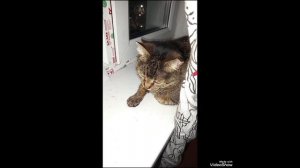 Мариуполь 🌆 наш вечер с 🐈🐈🐈🐈💻🕘