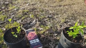 Ассорти/ розы/ гортензии/ клубника. И т.д. 21.03.26