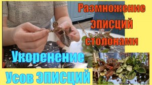 Укоренение столонов (отростков\отводок\усов) Эписции. Размножение эписций дочерними розетками