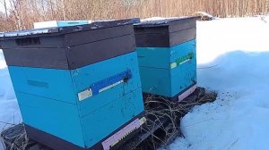 Облёт пчёл 23 марта 2026г