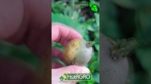 Не выбрасывайте лотки от яиц! Гениальный способ оздоровления картофеля.