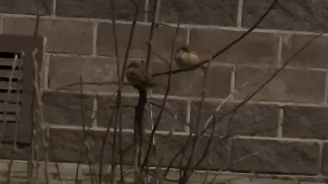 ВЛОГ. Пересадка и ремонт