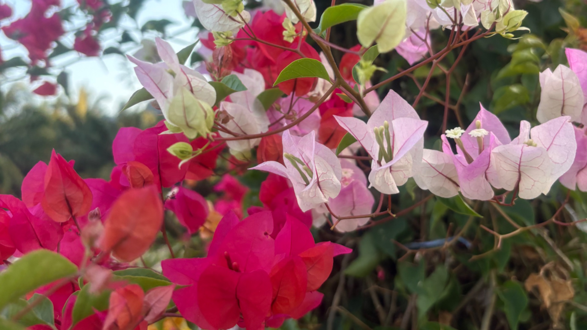 Краби. Сакура в саду цветов. Закат.