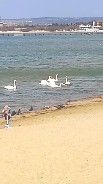 Анапа, пляж, 23 марта 2026 г.