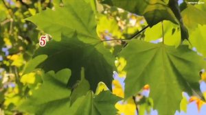 9 мудрых фраз.