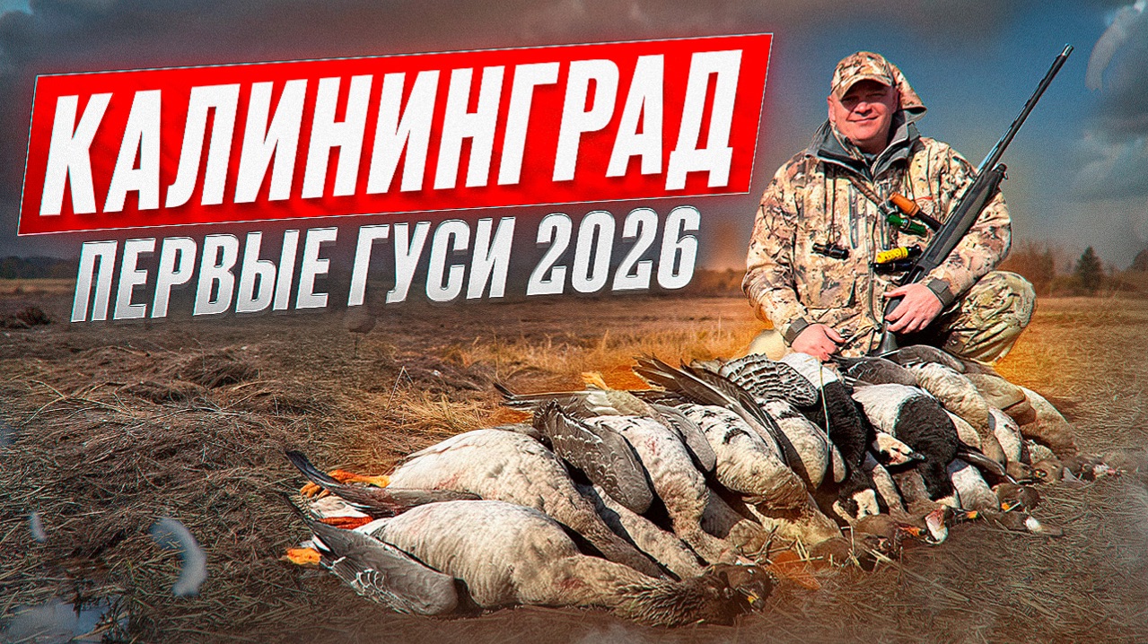 Первые гуси 2026. Отличная охота на гусей
