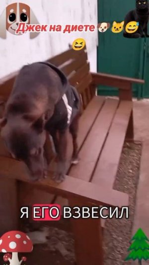 Джек на диете часть-1🐶🐱😅