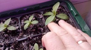 Что с рассадой?