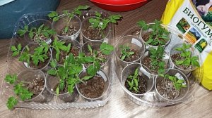 23.03.26 Пикировка томатных гибридов.