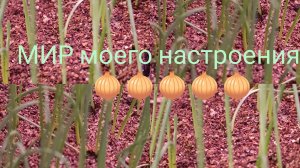 22.03.26 Лук Эксибишен, Ялтинский,Неман через рассаду.