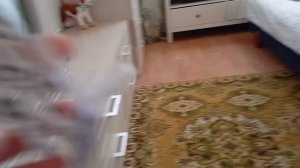 бумажные собаки влог!