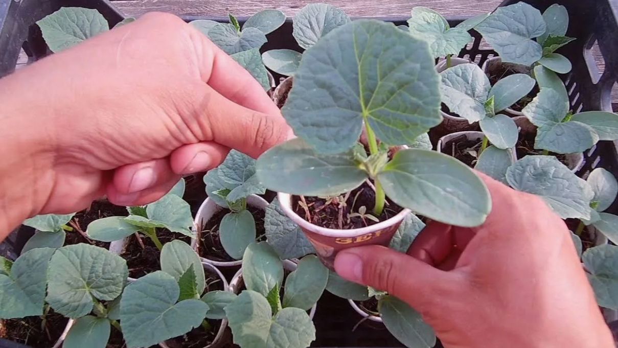 Чем подкормить рассаду огурцов, чтобы она была толстенькой и не вытягивалась