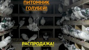 Питомник голубей Надыра в Астрахани!