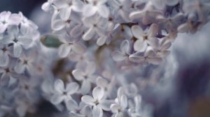 Орловский Фестиваль цветущей сирени