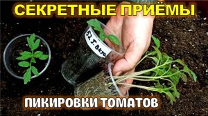 СЕКРЕТНЫЕ ПРИЁМЫ пикировки рассады томатов. РАССАДА ПОСЛЕ ПИКИРОВКИ СРАЗУ ПОХОРОШЕЛА.