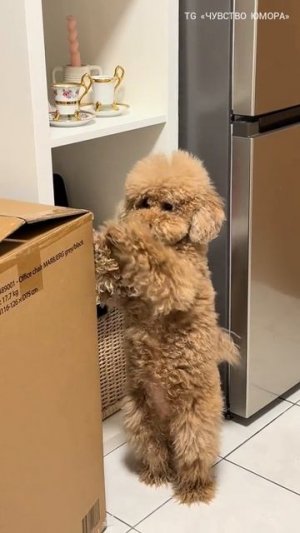 Уже не собака, но еще не человек