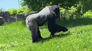 БРАТЬЯ НАШИ МЕНЬШИЕ...