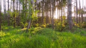 ЖИВЫЕ МЫСЛЕОБРАЗЫ О РУСИ -2