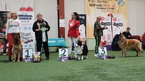 01.03.2026, СПб. Клуб "Нордвест-Северозапад". Выставка CAC 1 группы FCI