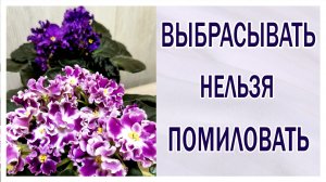 Выбрасывать нельзя помиловать. Запятые ставим сами. Фиалки (сенполии).