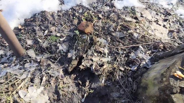 Грибы уже весной! Опёнок зимний 23 марта 
Открытие весеннего сезона.