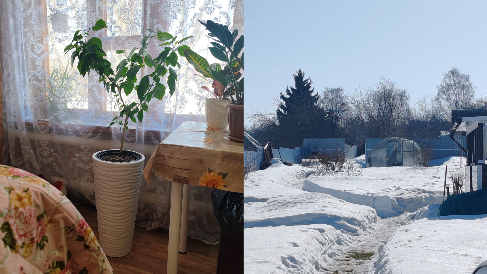 Пересадила Гибискус в новое кашпо.Прогулка в теплицу. Клубника в теплице