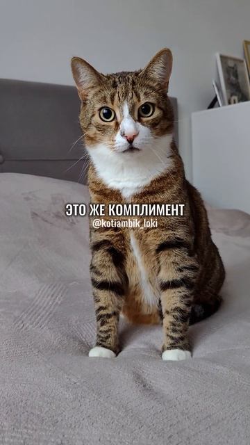 Комплимент высшего уровня😸