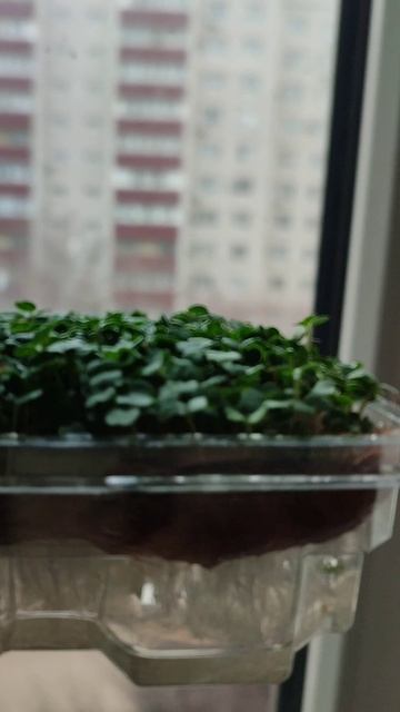 МИНИ-КОНКУРС. СМОТРИ ОПИСАНИЕ
Пока росла моя Микрозелень я забыла, что сажала,