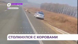 Водитель фуры врезался в стадо крупного рогатого скота недалеко от села Осиновка