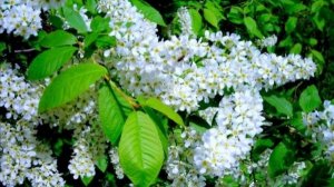 Под эту песню и в душе весна, любовь, само собой, и расцветет Черемуха бела, как снег она