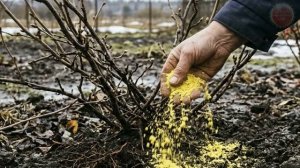 Насыпьте такой порошок под смородину после зимы в марте апреле и ягоды будет пропасть в этом году!