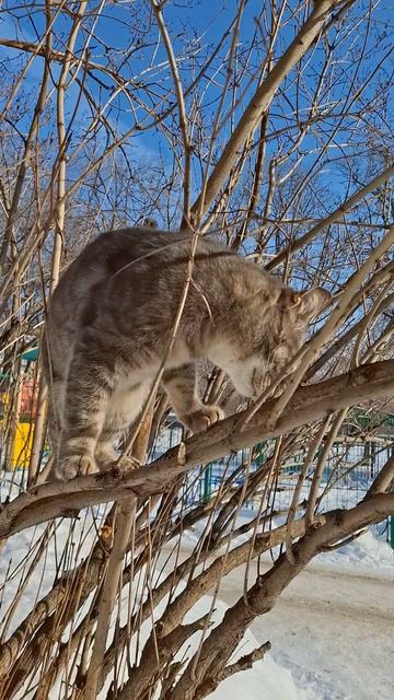 #РоссияПлыви Чуся на дереве. Артём Баканов Водные Виды Спорта. Баканов Григорий Бассейн наше всё