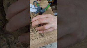 Деление георгин #shorts