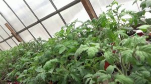 ПОСЕВЫ 2026-102. Томатный Гном Монстр Сонроджо хвалю - замерз, оброс повторно и созрел!