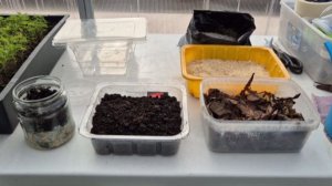 Как я вырастила триходерму. Три способа размножения