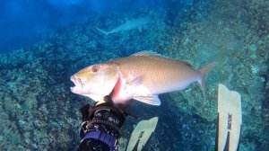 Подводная охота / Голубоглазый окунь, который не прочь полакомиться акулой. Пятнистый групер,