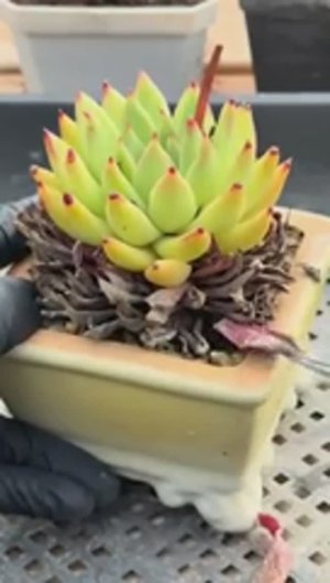 ASMR-эффект: Уборка суккулентов 🌿 Удаление старых листьев (без разговоров)